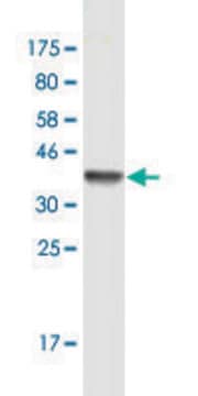 Monoclonal Anti-CSE1L antibody produced in mouse clone 3F8, ascites fluid, solution