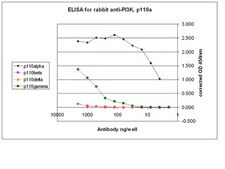 Anti-PI3 Kinase Antibody, p110α from rabbit, purified by affinity chromatography