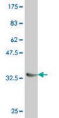 Monoclonal Anti-NKX6-1 antibody produced in mouse clone 1A7, purified immunoglobulin, buffered aqueous solution
