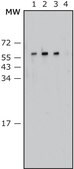Anti-Proteus vulgaris antibody, Mouse monoclonal clone P.vul-129, purified from hybridoma cell culture