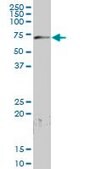 Anti-PCK2 antibody produced in mouse purified immunoglobulin, buffered aqueous solution