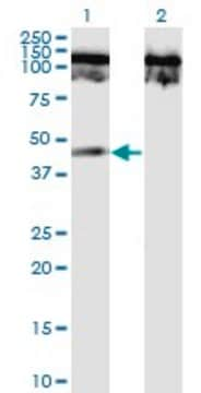 Monoclonal Anti-TNFRSF19 antibody produced in mouse clone 1H6, purified immunoglobulin, buffered aqueous solution