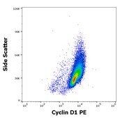 Monoclonal Anti-Cyclin D1 PE produced in mouse