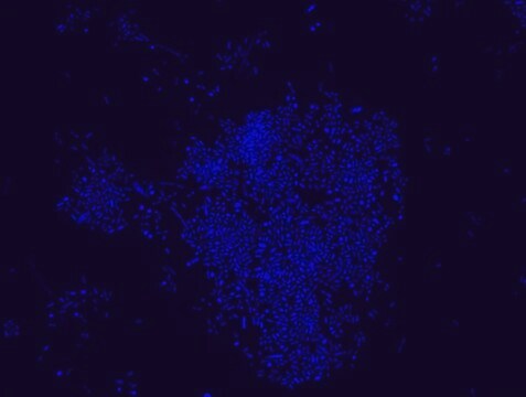 Akkermansia muciniphila FISH probe - Cy3 Probe for fluorescence in situ hybridization (FISH),20 &#956;M in water