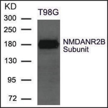 Anti-NMDANR2B antibody produced in rabbit affinity isolated antibody