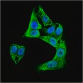 抗-DCX抗体，克隆2G5 clone 2G5, from mouse