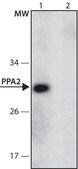 Anti-PPA2 (186-200) antibody produced in rabbit IgG fraction of antiserum
