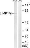 Anti-LIMK1 antibody produced in rabbit affinity isolated antibody