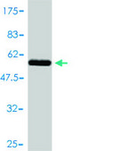 Monoclonal Anti-EIF2S1 antibody produced in mouse clone 3H12-C11, purified immunoglobulin, buffered aqueous solution