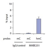 Anti-5-hydroxymethylcytosine (5hmC) Antibody, clone HMC 31 clone HMC 31, from mouse