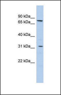 Anti-SLC23A2 antibody produced in rabbit affinity isolated antibody