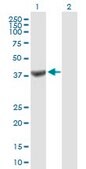 Anti-TRUB1 antibody produced in mouse IgG fraction of antiserum, buffered aqueous solution