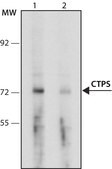 Anti-CTPS (341-355) antibody produced in rabbit IgG fraction of antiserum, buffered aqueous solution