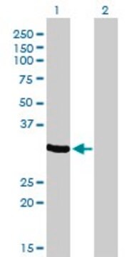 Monoclonal Anti-ZNF215 antibody produced in mouse clone 2C11, purified immunoglobulin, buffered aqueous solution