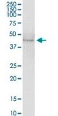 Anti-AZIN1 antibody produced in rabbit purified immunoglobulin, buffered aqueous solution