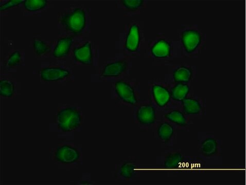 Anti-RAP1GDS1 antibody produced in mouse IgG fraction of antiserum, buffered aqueous solution