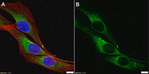 Anti-Collagen VI &#945;3 Antibody, clone 3C4 ZooMAb&#174; Mouse Monoclonal recombinant, expressed in HEK 293 cells