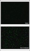 Anti-NS5 antibody produced in rabbit affinity isolated antibody, buffered aqueous solution