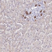Anti-C1orf123 antibody produced in rabbit Prestige Antibodies&#174; Powered by Atlas Antibodies, affinity isolated antibody, buffered aqueous glycerol solution