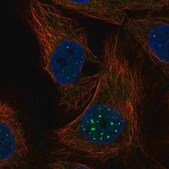 Anti-NR1D1 antibody produced in rabbit Prestige Antibodies&#174; Powered by Atlas Antibodies, affinity isolated antibody, buffered aqueous glycerol solution