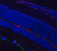Mix-n-Stain™ CF™ 640R Antibody Labeling Kit (50-100μg)