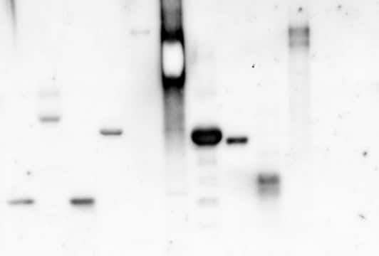 伴刀豆球蛋白A 来源于洋刀豆 （刀豆） peroxidase conjugate, lyophilized powder