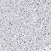 Anti-FABP6 antibody produced in rabbit Prestige Antibodies&#174; Powered by Atlas Antibodies, affinity isolated antibody, buffered aqueous glycerol solution