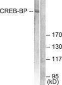 Anti-CREB-BP antibody produced in rabbit affinity isolated antibody