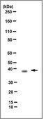 Anti-WBP2 Antibody, clone 4C8H10 clone 4C8H10, from mouse