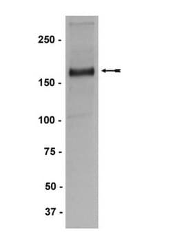 Anti-MLL/HRX Antibody, CT., clone 9-12 clone 9-12, Upstate&#174;, from mouse