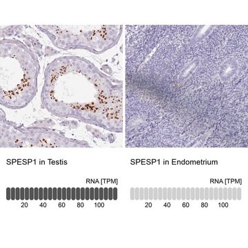 Anti-SPESP1 antibody produced in rabbit Prestige Antibodies® Powered by Atlas Antibodies, affinity isolated antibody, buffered aqueous glycerol solution