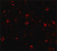 Anti-IRGC antibody produced in rabbit affinity isolated antibody, buffered aqueous solution