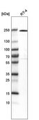 Anti-VWA8 antibody produced in rabbit Prestige Antibodies&#174; Powered by Atlas Antibodies, affinity isolated antibody, buffered aqueous glycerol solution