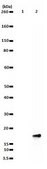 Anti-dimethyl-Histone H3 (Arg17) Antibody Upstate&#174;, from rabbit