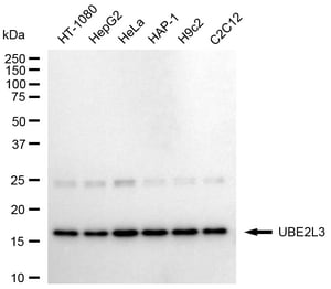 KD-Validated Anti UBE2L3 Antibody, clone 24GB1875, Rabbit Monoclonal clone 24GB1875, recombinant rabbit monoclonal, expressed in HEK293 cells