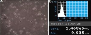 HPC-7 Mouse Hematopoietic Precursor Cell Line