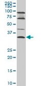 Monoclonal Anti-EPSTI1 antibody produced in mouse clone 2A8, purified immunoglobulin, buffered aqueous solution