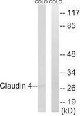 Anti-Claudin 4 antibody produced in rabbit affinity isolated antibody