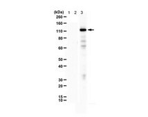 Anti-PASD1 from rabbit