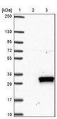 Anti-CDO1 antibody produced in rabbit Prestige Antibodies® Powered by Atlas Antibodies, affinity isolated antibody, buffered aqueous glycerol solution