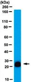 Anti-RGS4 Antibody serum, from rabbit