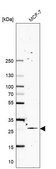 Anti-NTMT1 antibody produced in rabbit Prestige Antibodies® Powered by Atlas Antibodies, affinity isolated antibody, buffered aqueous glycerol solution
