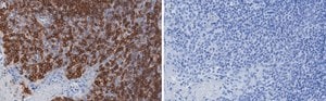 Anti-TIGIT Antibody, clone 1D20 ZooMAb&#174; Rabbit Monoclonal recombinant, expressed in HEK 293 cells