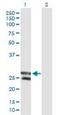 Anti-MGC50559 antibody produced in mouse IgG fraction of antiserum, buffered aqueous solution