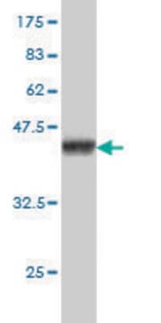 Monoclonal Anti-SH3BP4 antibody produced in mouse clone 3F3, purified immunoglobulin, buffered aqueous solution