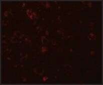 Anti-SESTD1 antibody produced in rabbit affinity isolated antibody, buffered aqueous solution
