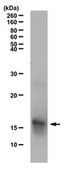 Anti-phospho Histone H2A Antibody (Thr120) from rabbit, purified by affinity chromatography
