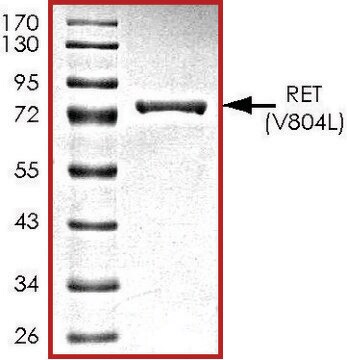 RET (V804L), active, GST tagged human PRECISIO&#174;, recombinant, expressed in baculovirus infected Sf9 cells, &#8805;70% (SDS-PAGE), buffered aqueous glycerol solution