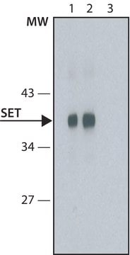 Anti-SET antibody, Mouse monoclonal clone SET51, purified from hybridoma cell culture