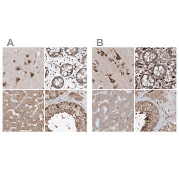 Anti-ERLEC1 antibody produced in rabbit Prestige Antibodies&#174; Powered by Atlas Antibodies, affinity isolated antibody, buffered aqueous glycerol solution